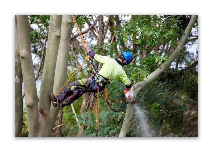 A chainsaw is sitting on top of a pile of logs.