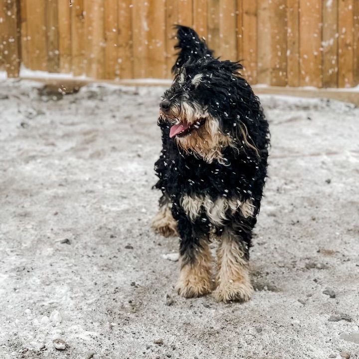 Black and tan dog standing in snow, with tongue out and wooden fence in the background.