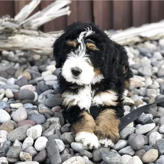 Bernedoodle puppy with black, white, and tan fur sits on a bed of gray and brown rocks.