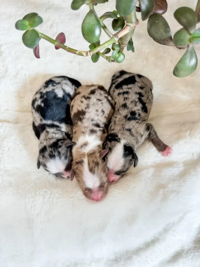Three newborn merle puppies huddled on a white blanket, with a green plant above.
