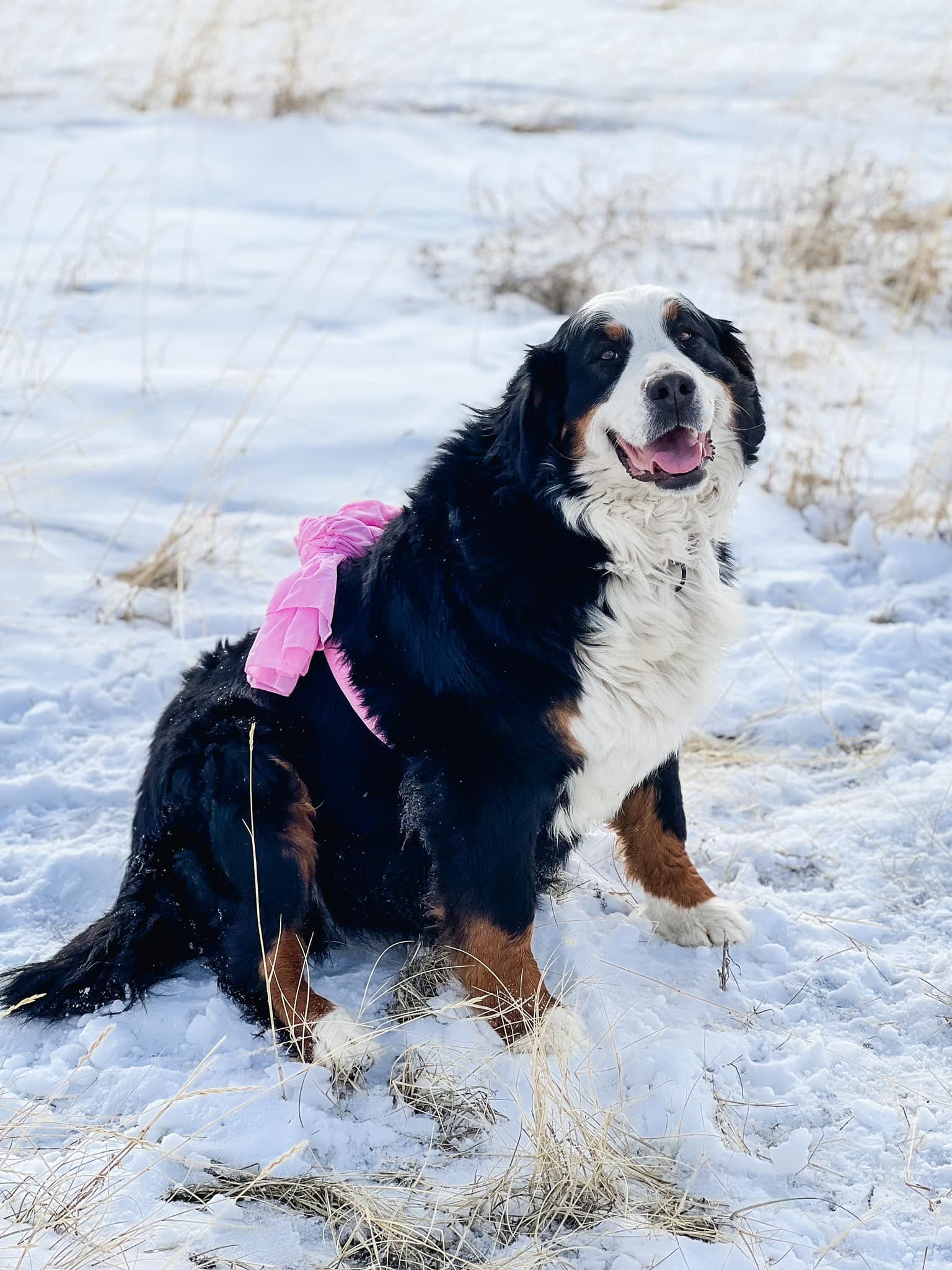 Bernese Mountain Dog in snow, wearing a pink harness, sits happily, smiling.