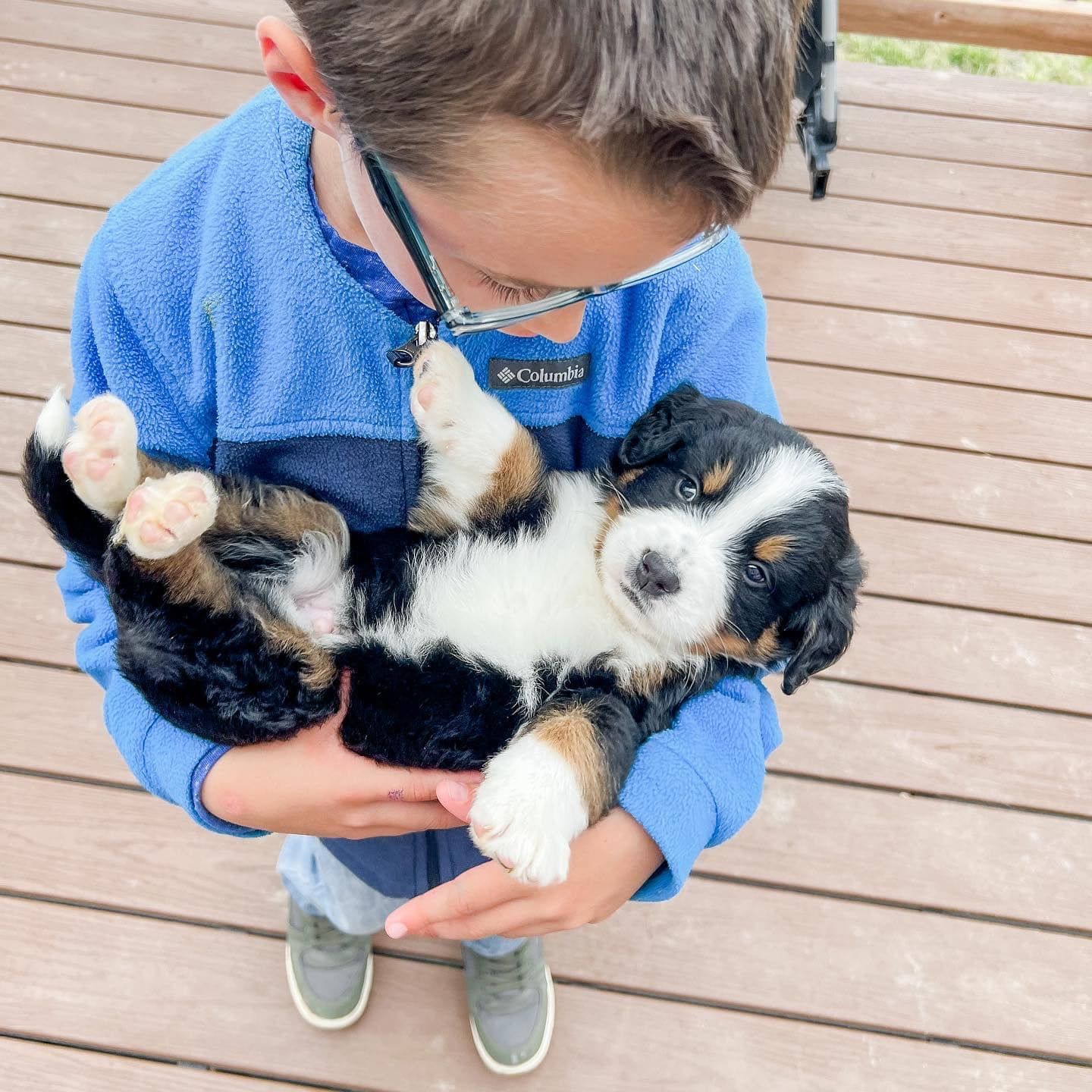Boy in blue holding a Bernese Mountain Dog puppy on a wooden deck; the puppy is on its back.