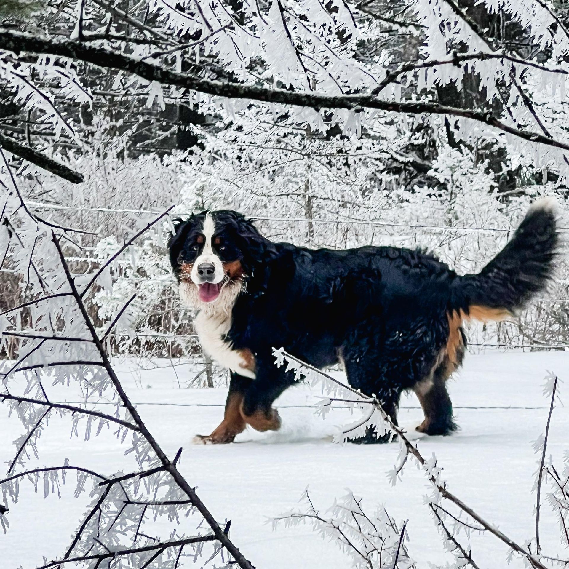 Bernese Mountain Dog in a snowy forest, tongue out, wagging tail, happy expression.