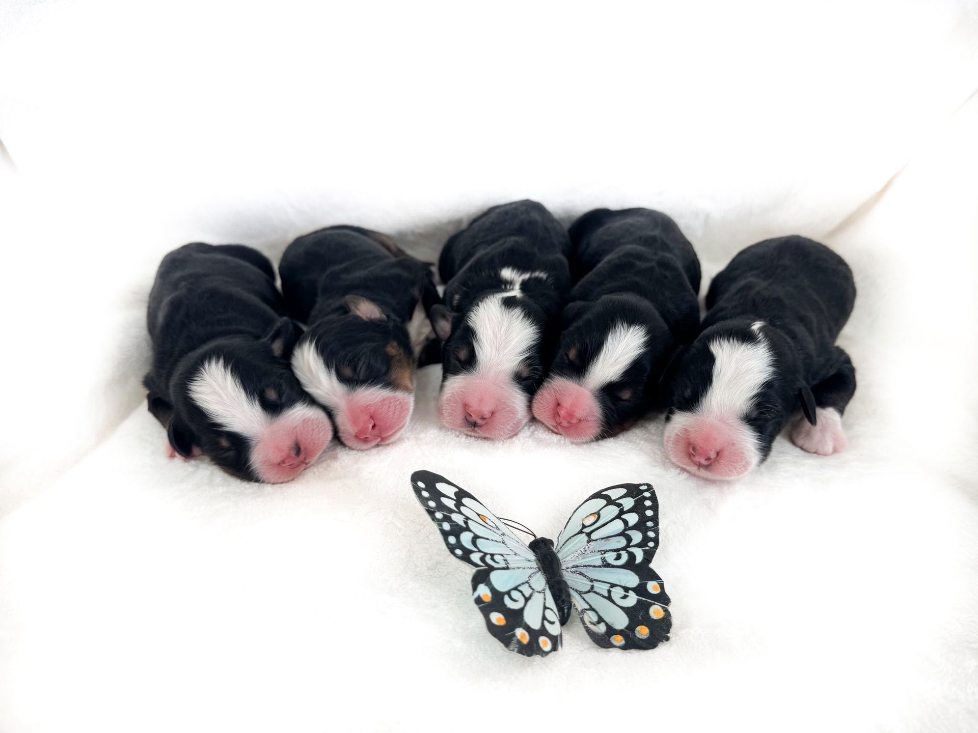 Five newborn puppies with black and white markings; a butterfly is in front of them.