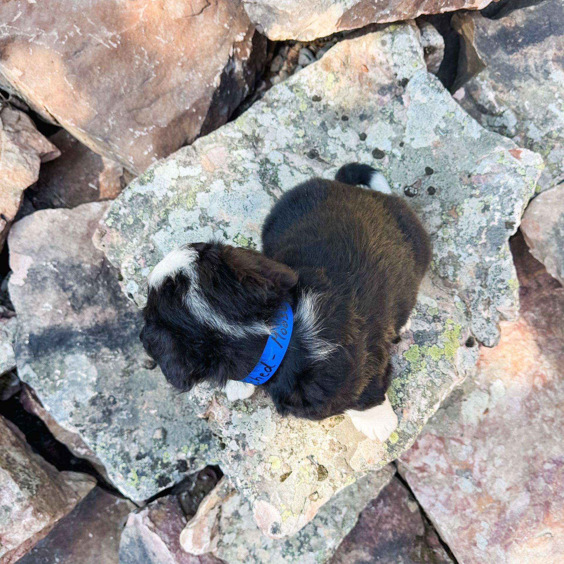 Black and white puppy wearing a blue collar, resting on a large gray rock outdoors.