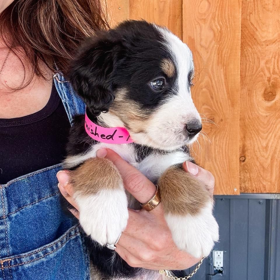 Puppy held by a person, wearing pink collar. Black, tan, and white fur.