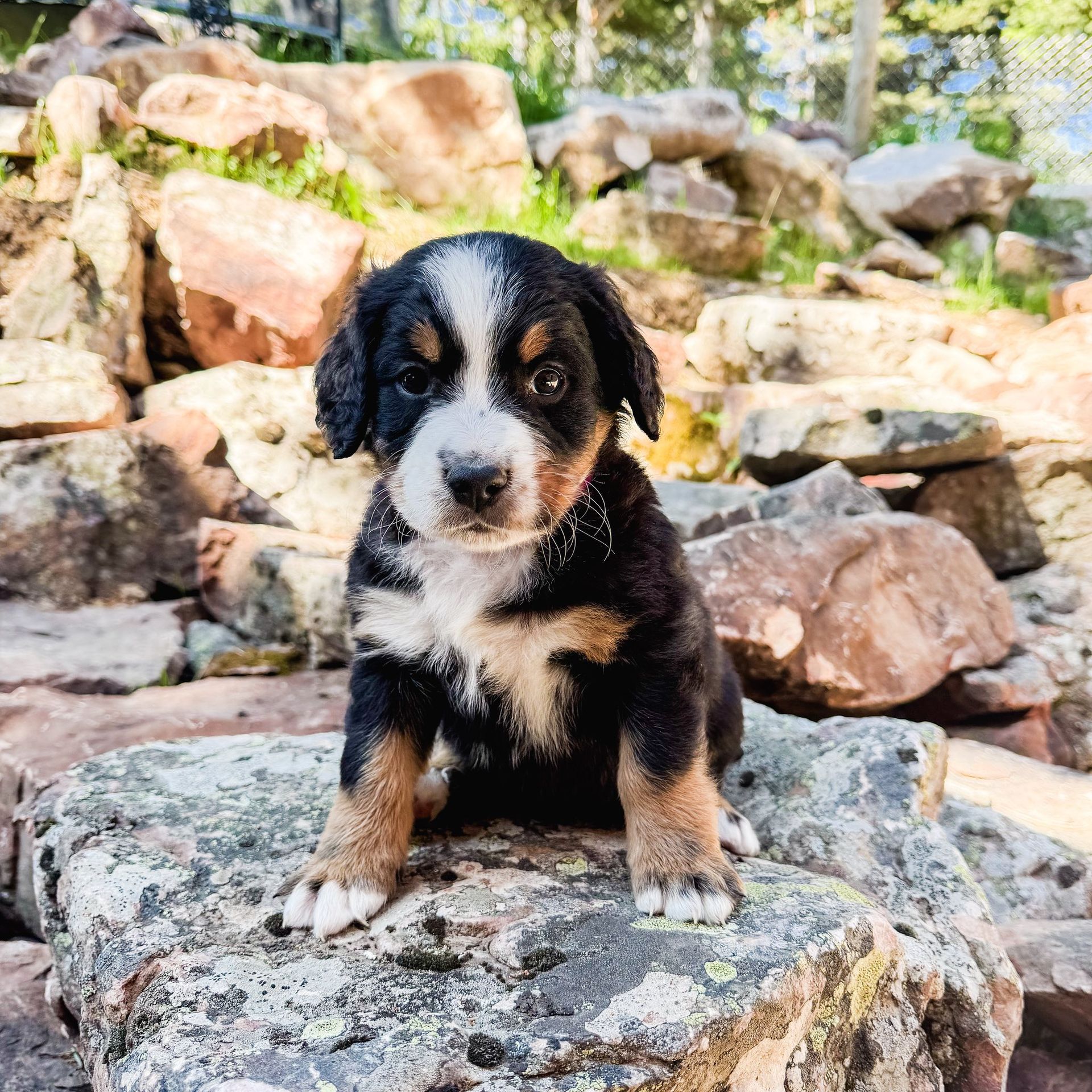 Black, brown, and white puppy sitting on a rock. Looking directly at the camera with a curious expression.