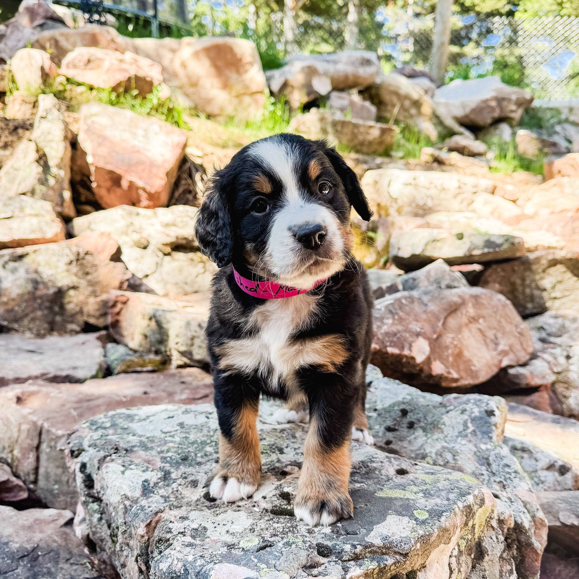Puppy stands on a rock; black, tan, and white fur; pink collar; rocks and trees in the background.