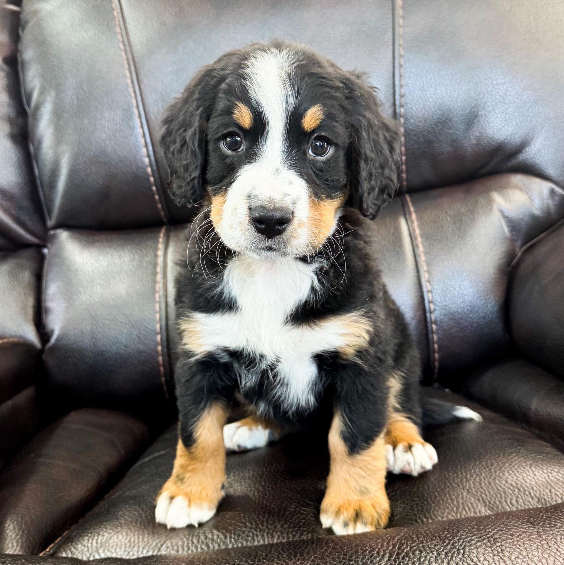 Cute Bernese Mountain Dog puppy with black, white, and brown fur sits on a leather couch.