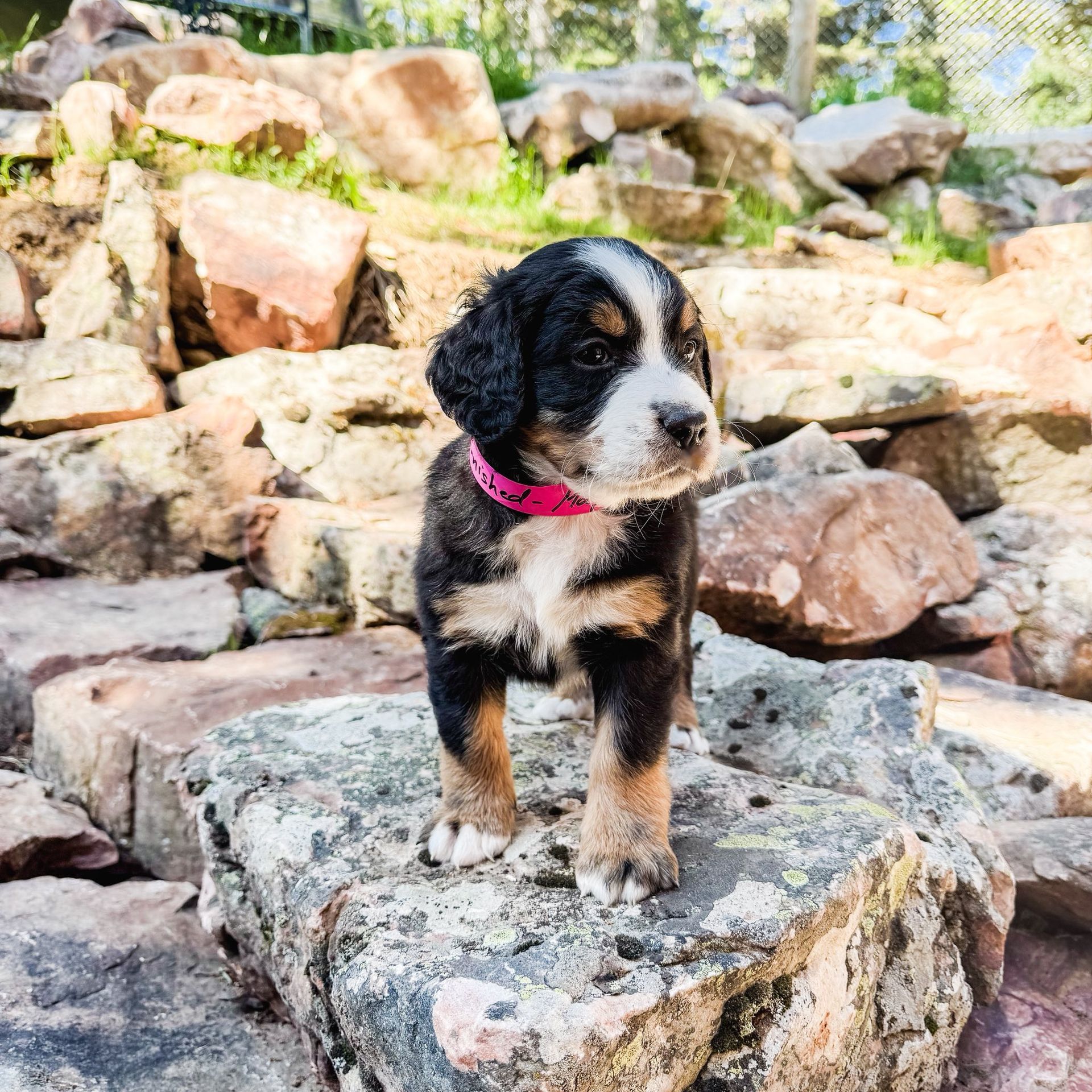 Puppy with black, white, and brown fur stands on a rock, wearing a pink collar.