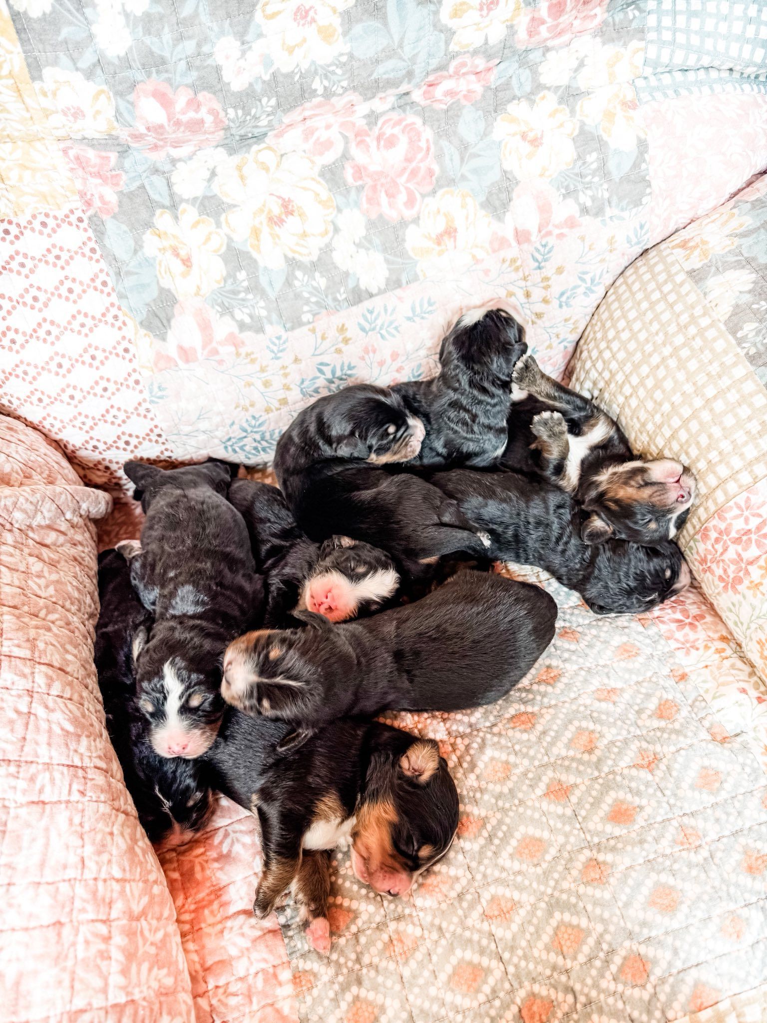 A pile of newborn puppies, mostly black and brown, nestled on patterned cushions.