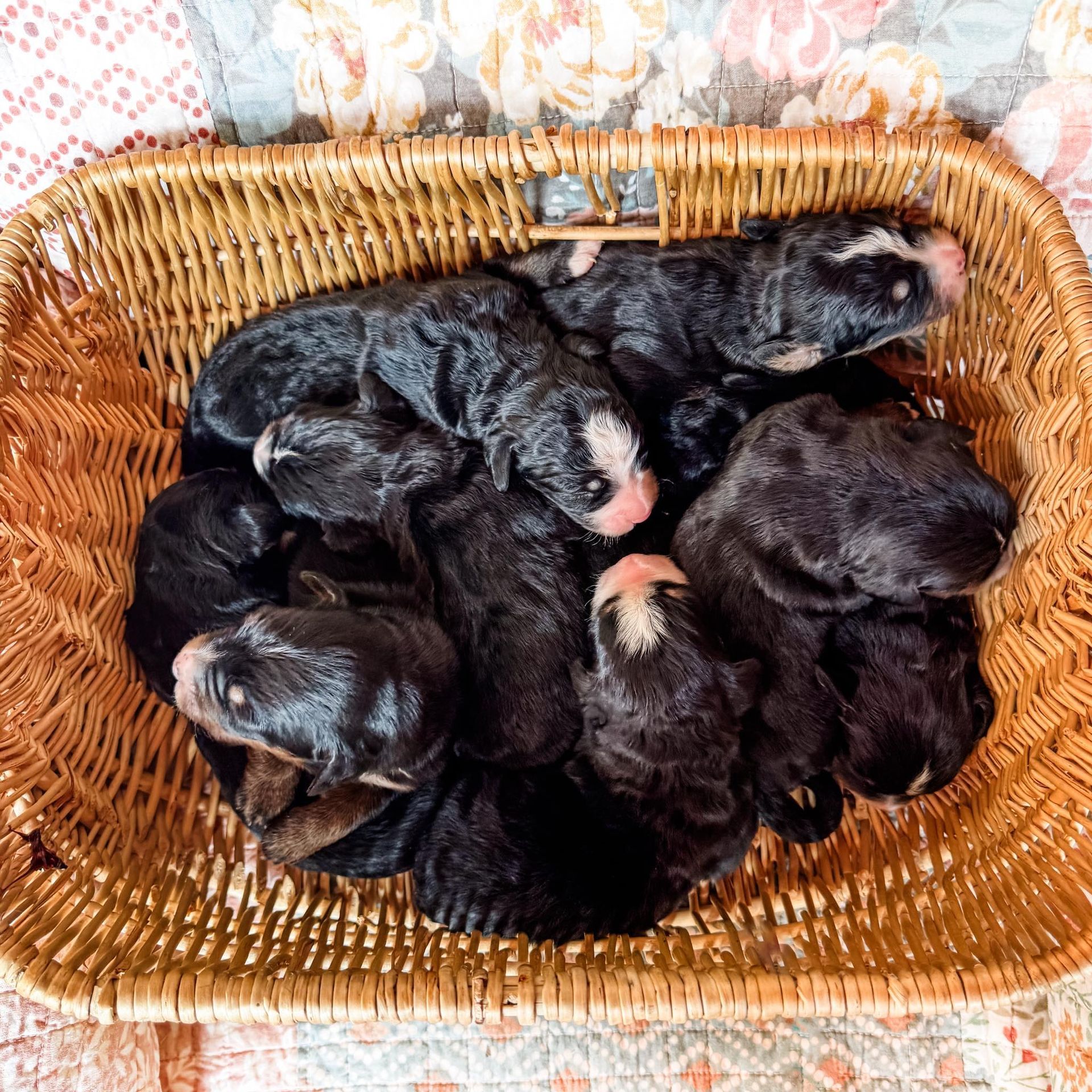 A basket overflowing with several newborn black puppies, some with white markings, nestled together.