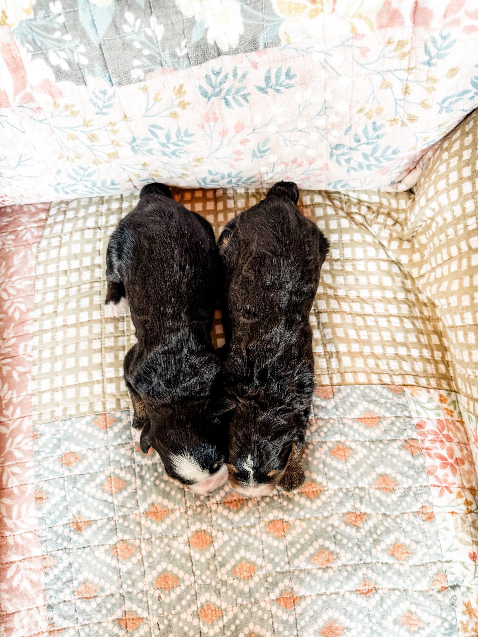 Two black puppies on a patterned blanket. They have white faces and are curled up.