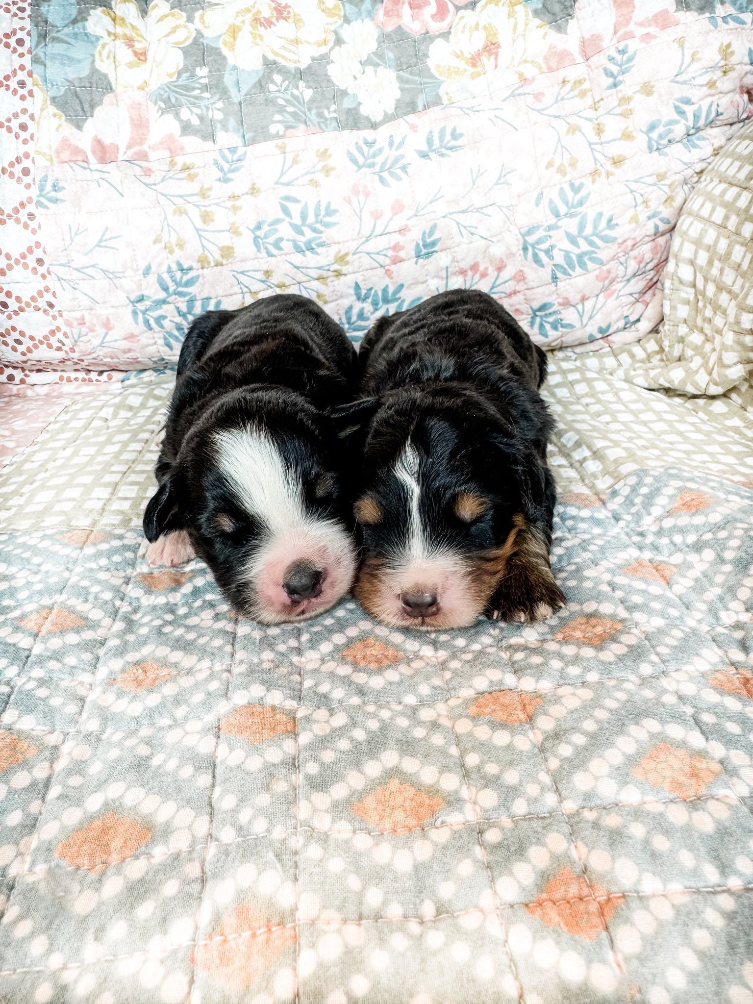 Two newborn Bernedoodle puppies, black, white, and brown, resting on a patterned blanket.