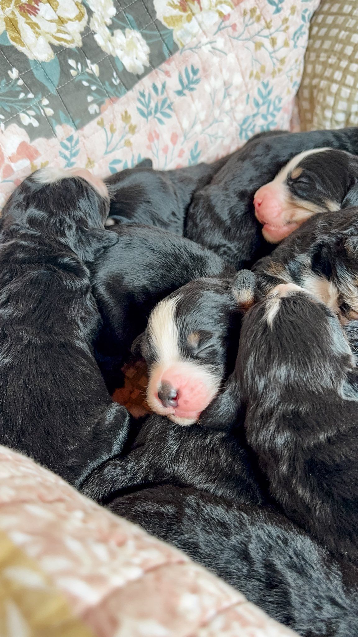 Newborn puppies, black fur with white markings, nestled together. Pink noses, floral blanket background.