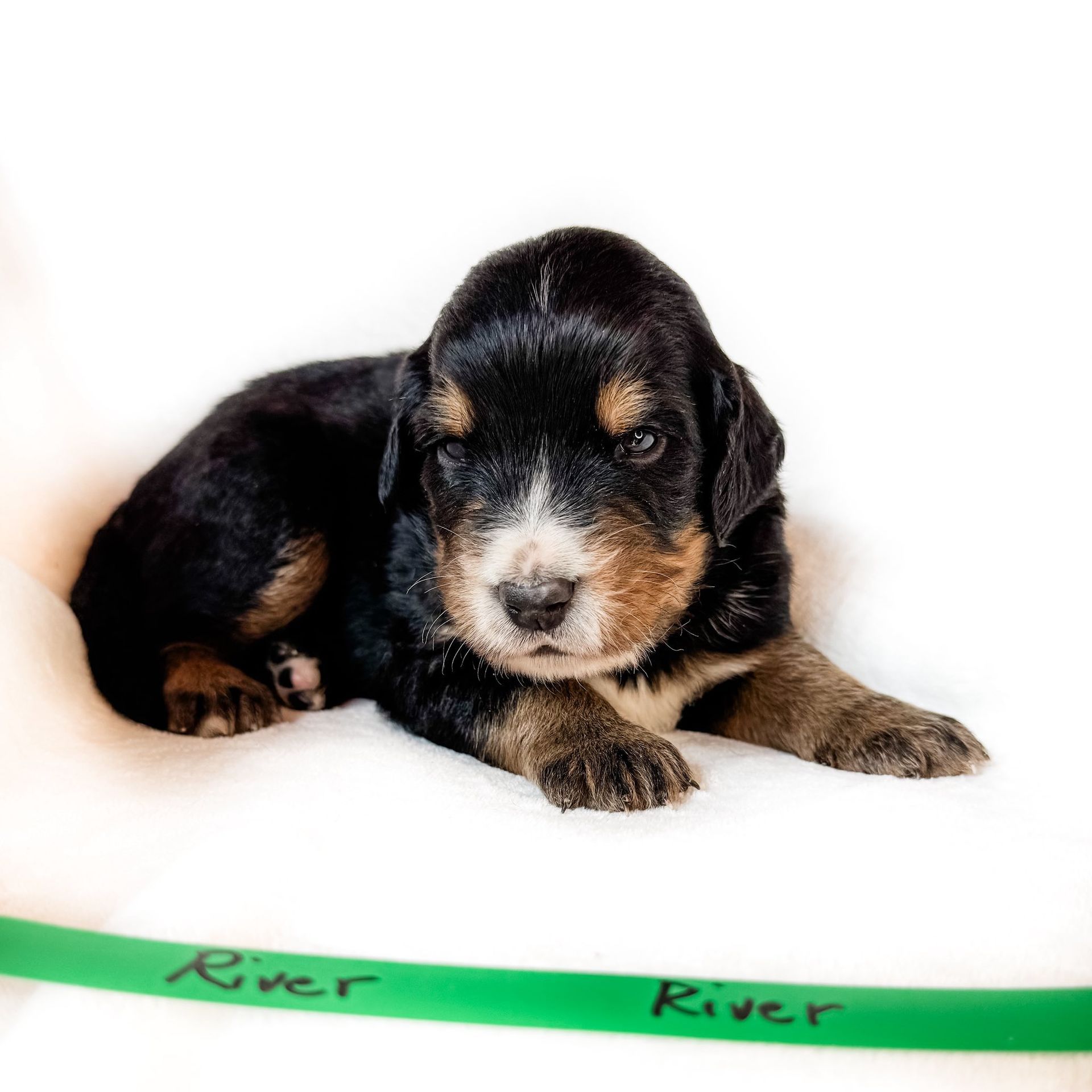 A black, brown, and white puppy lying on a white surface; green ribbon beneath reads