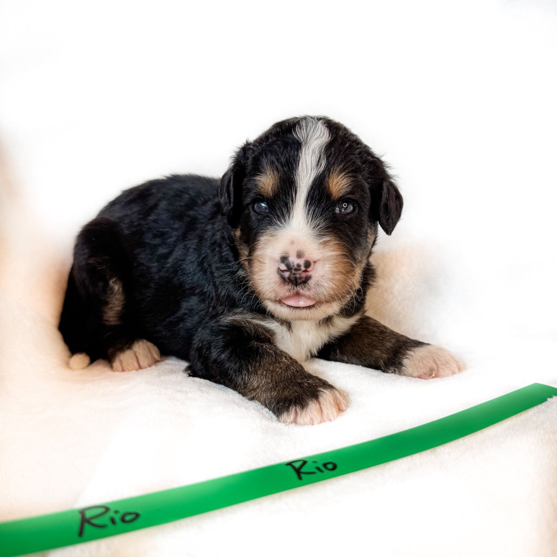 Puppy, Rio, with black, tan and white markings, lies on white surface next to a green object with the name