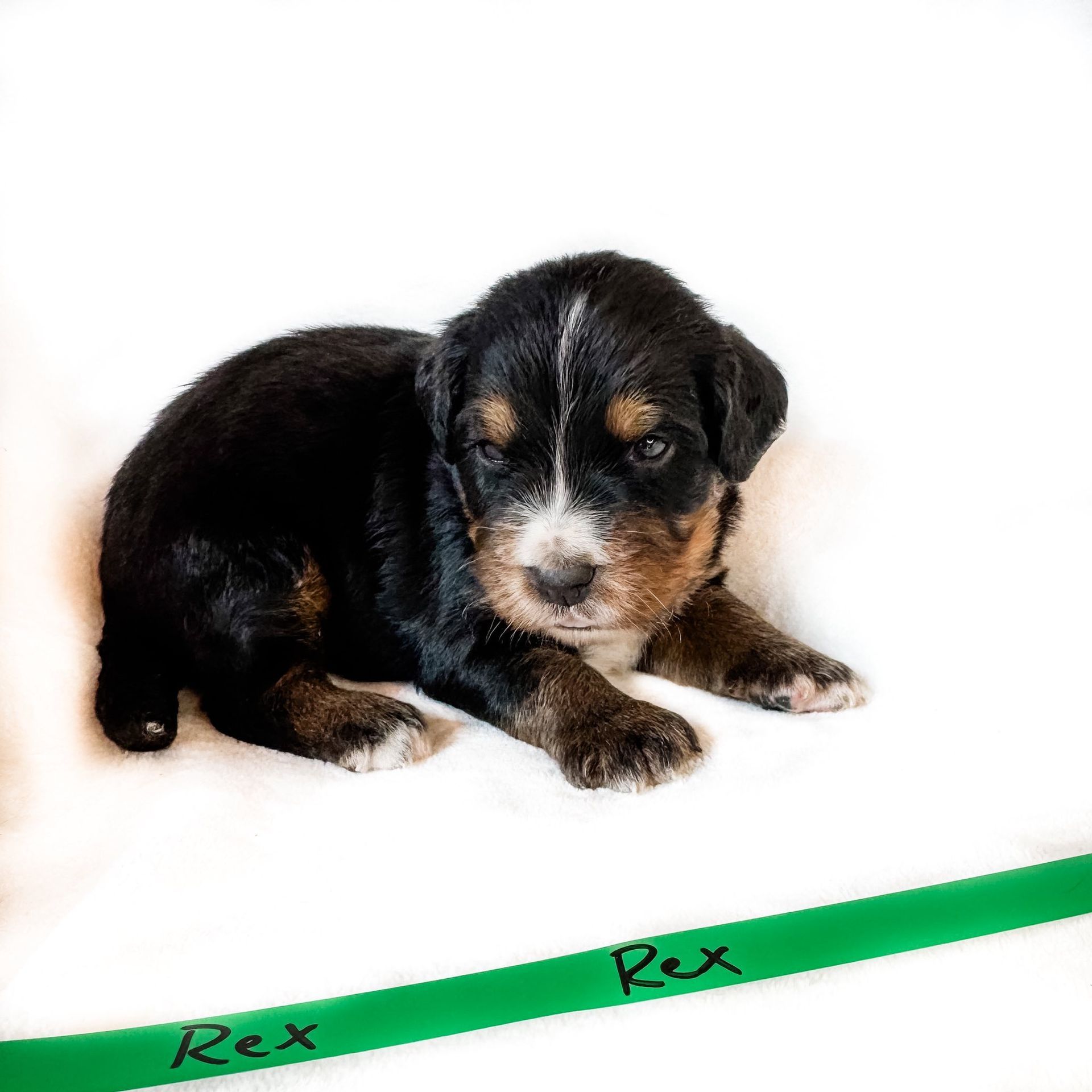 Black and tan puppy with white markings, resting on white surface. A green ribbon with