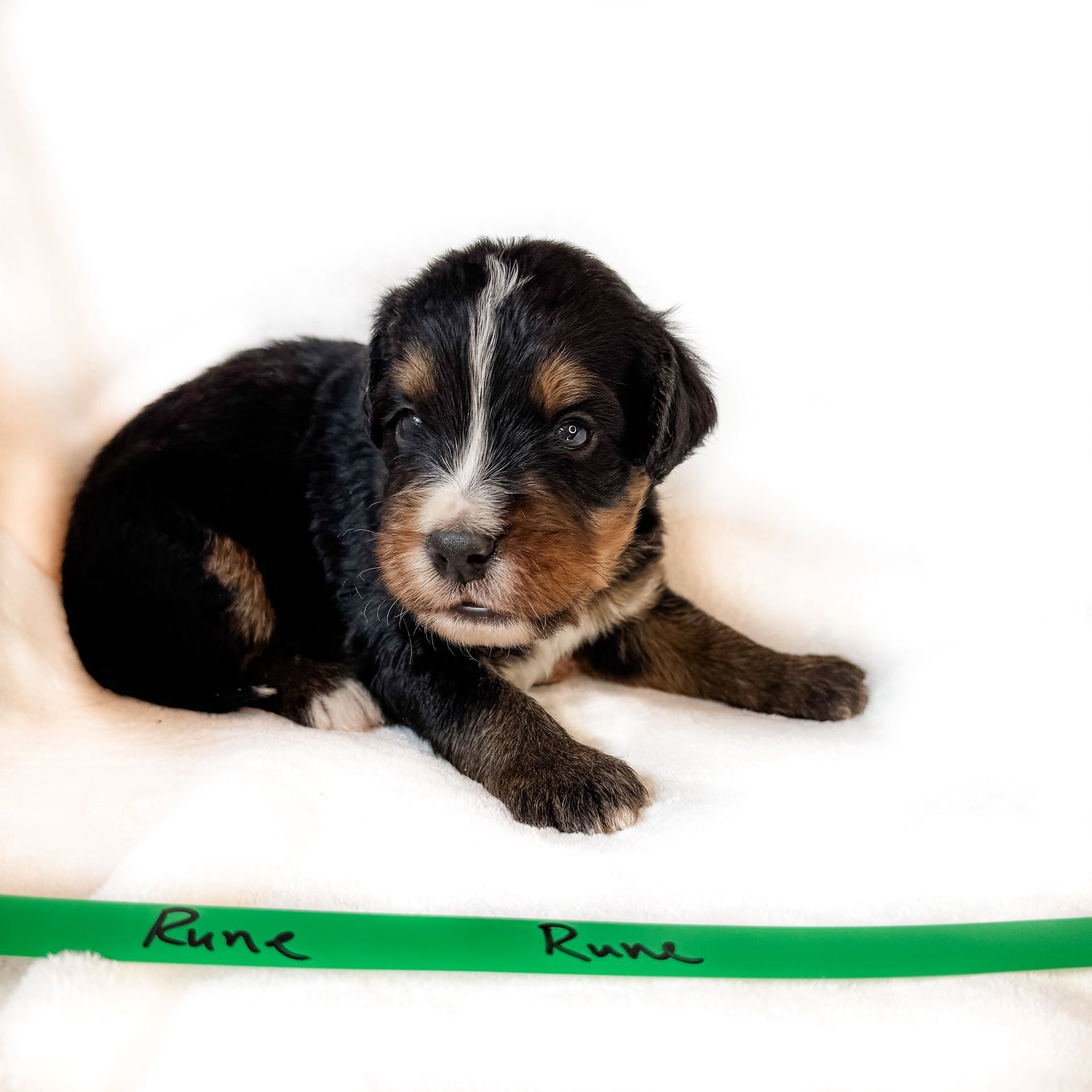 Black, tan, and white puppy lying on white surface.