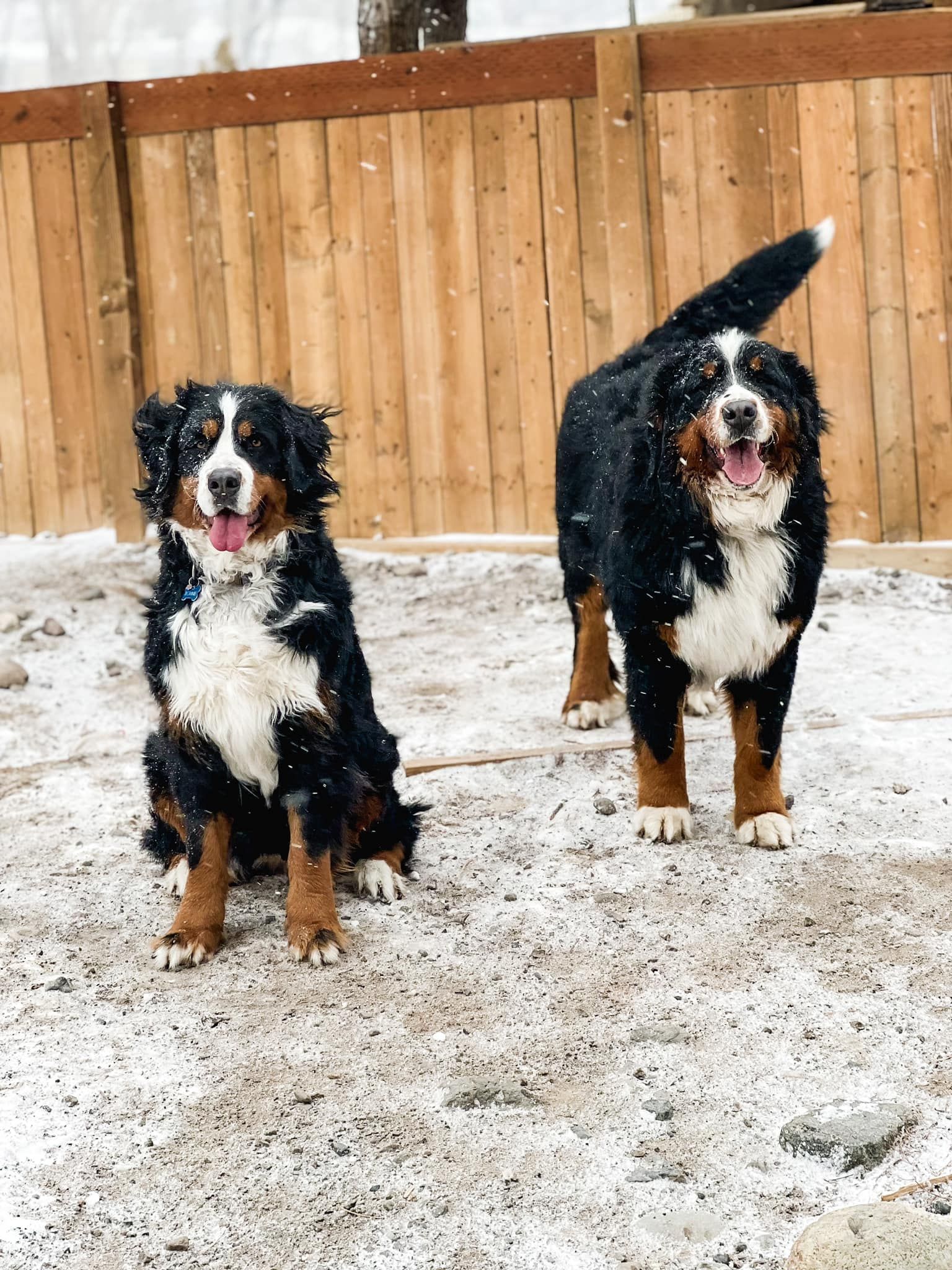 Two Bernese Mountain Dogs playing in the snow, one sitting, the other standing with tail up, next to a wooden fence.