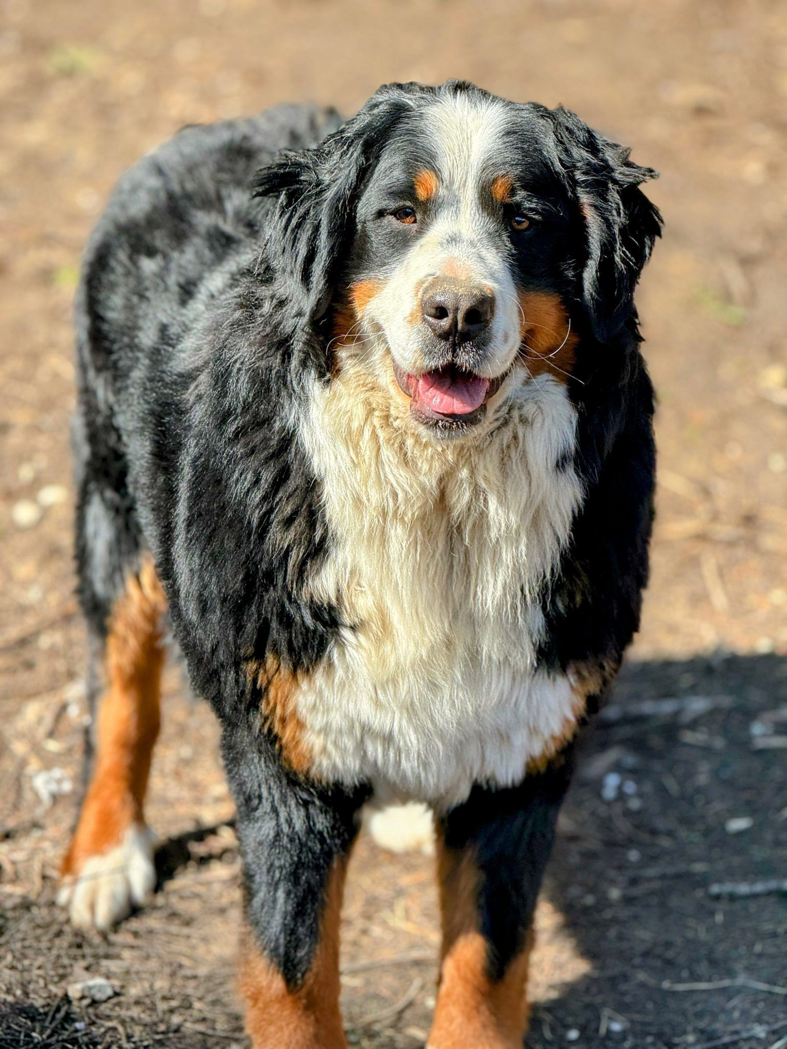 Bernese Mountain Dog with a happy expression, outdoors, black, brown, and white fur.