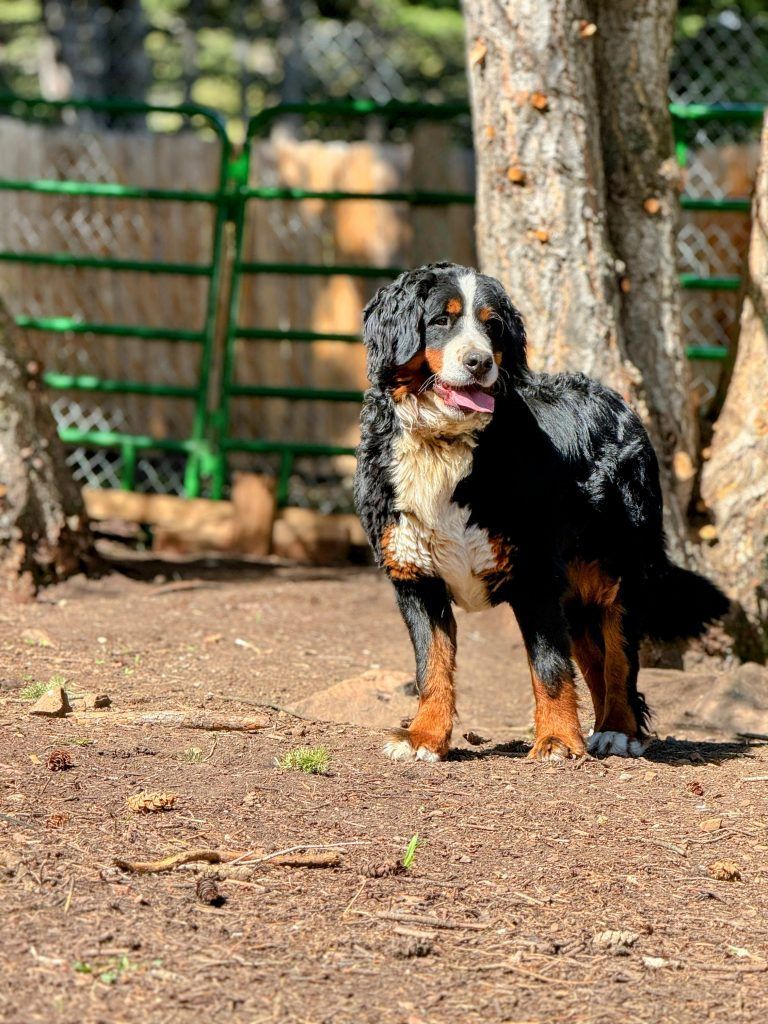Bernese Mountain Dog stands in a dirt yard, with black, white, and brown fur, near a fence and trees.