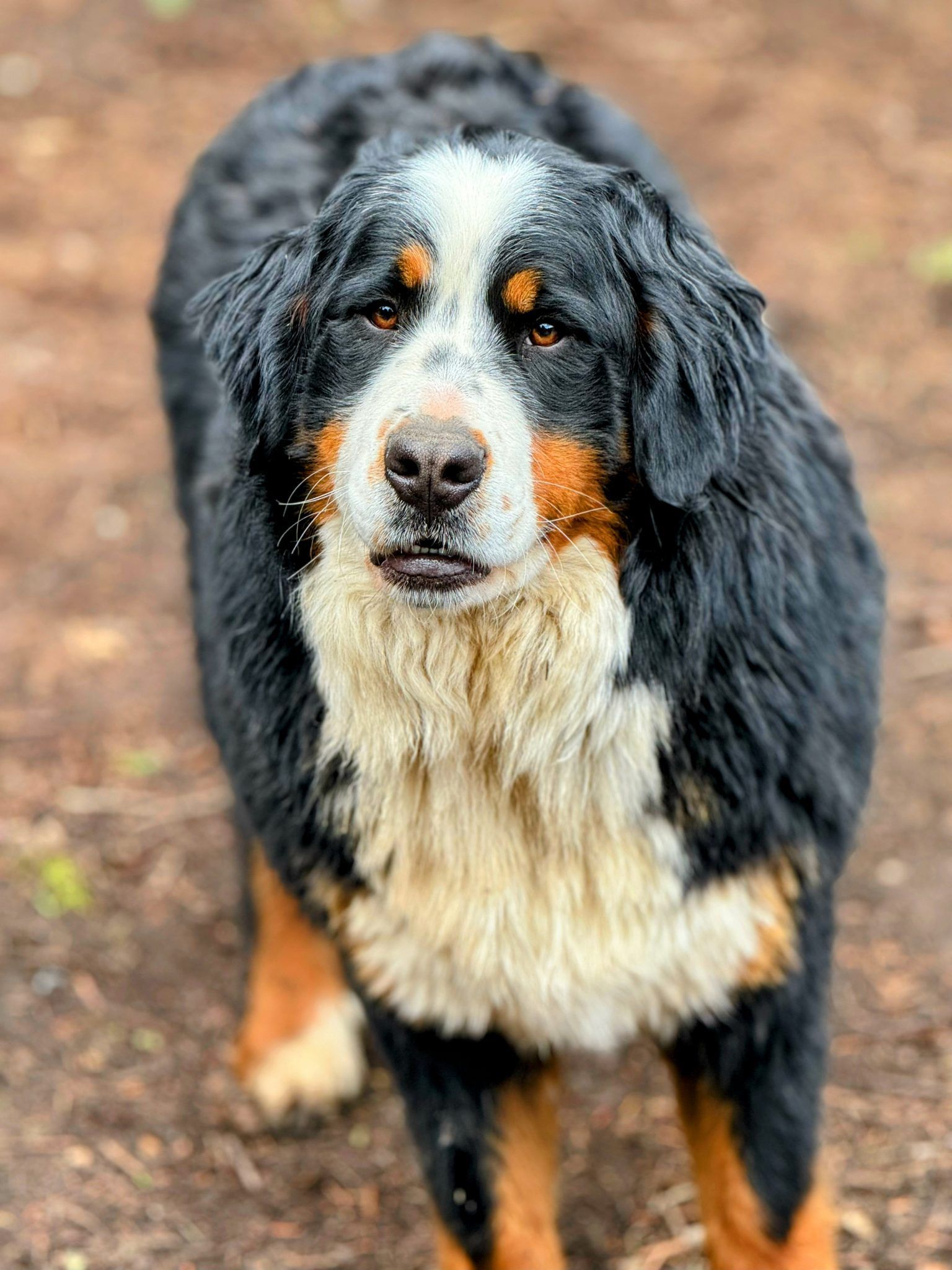 Bernese Mountain Dog with black, white, and brown fur, looking directly at the camera.