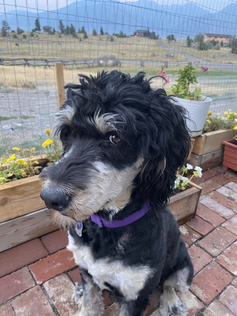 Black and white dog with a purple collar sits on brick, looking to the left, with mountains in background.