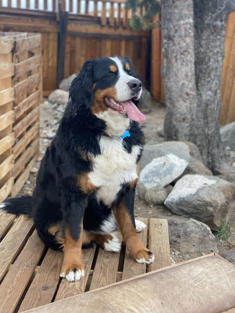 Bernese Mountain Dog sits outdoors on wooden slats, tongue out, looking right.