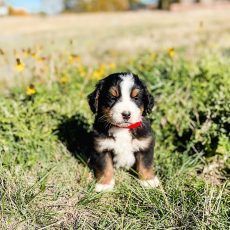 Bernese mountain dog puppy with black, brown, and white fur wearing a red collar, sitting in grass.