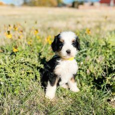 Black, white, and brown puppy with yellow collar sits in a grassy field with yellow flowers.