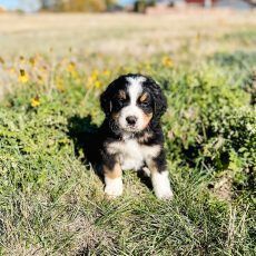 Black, white, and brown Bernedoodle puppy sitting in a grassy field, looking forward.