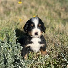 Bernese Mountain Dog puppy sitting in grass with black, white, and brown markings.