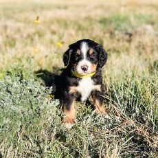 Bernese Mountain Dog puppy sitting in grass, wearing a yellow collar. Black, white, and tan markings.