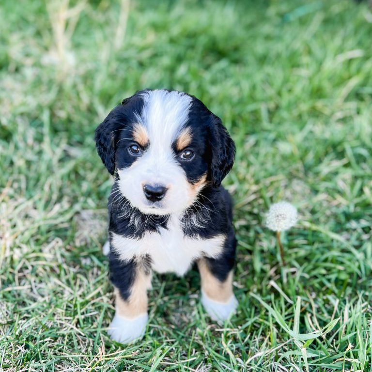 A cute black, white, and tan puppy sitting in the grass, looking at the camera.