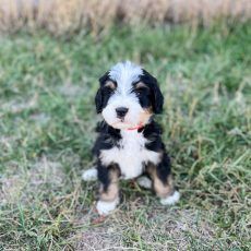 Tri-color Bernedoodle puppy sitting in grass, with a sweet expression and a red collar.