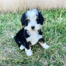 Black, white, and tan Bernedoodle puppy sitting in green grass, looking at the camera.
