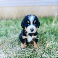 Bernese Mountain Dog puppy sitting in grass, black, tan, and white markings.