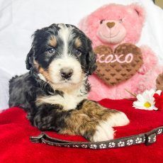 A Bernedoodle puppy, tri-colored, lying on a red blanket near a pink teddy bear holding a heart that says