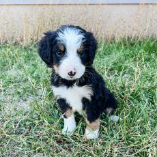 Tri-color Bernedoodle puppy sitting in grass, looking directly at the camera.