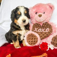 Puppy with black, tan, and white fur sits next to a pink teddy bear with a heart that says