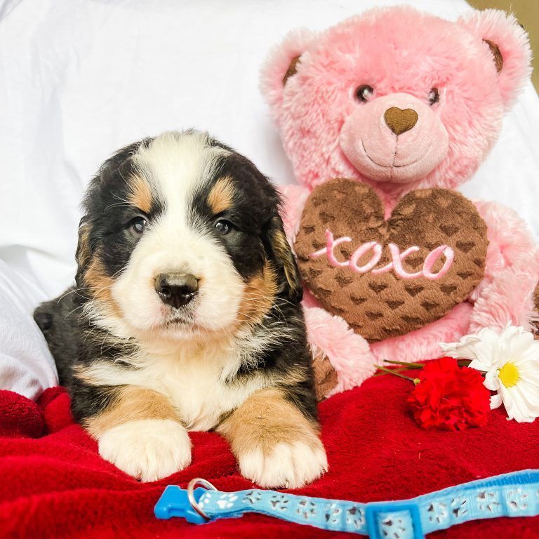 Puppy with black, tan, and white fur lies on red blanket next to a pink teddy bear holding a heart-shaped chocolate.