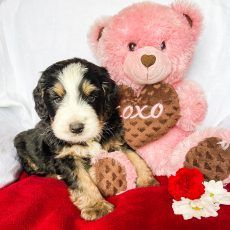 Puppy with black, white, and tan markings cuddled next to a pink teddy bear holding a heart-shaped
