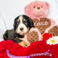 Puppy with black, brown, and white fur, laying on a red blanket with a pink teddy bear and a floral collar.