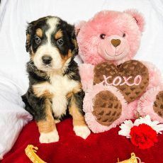 Bernedoodle puppy sitting with a pink teddy bear holding a heart that says