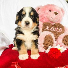 Puppy with black, tan, and white markings sits in front of a pink teddy bear and red background.