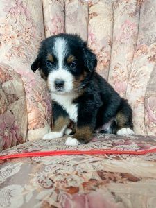 Bernese Mountain Dog puppy with black, white, and brown fur, sitting on a floral patterned chair.