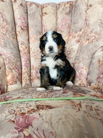Black, white, and tan Bernedoodle puppy sitting on a floral-patterned armchair, looking at the camera.