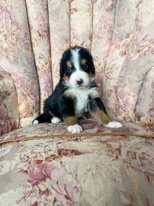 Tri-color Bernedoodle puppy sitting on a floral armchair.