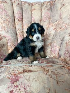 Black, brown, and white Bernedoodle puppy sitting on a floral armchair.